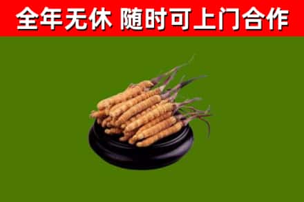 萨尔图回收散虫草